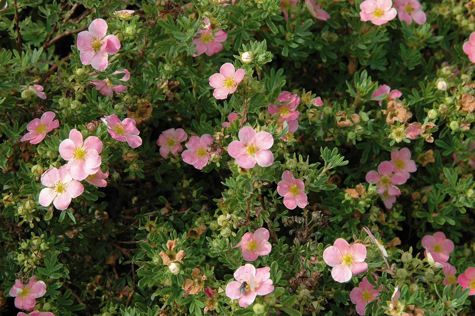 Dasiphora (Fruticosa-Gruppen) 'Pink Beauty' 4,5L