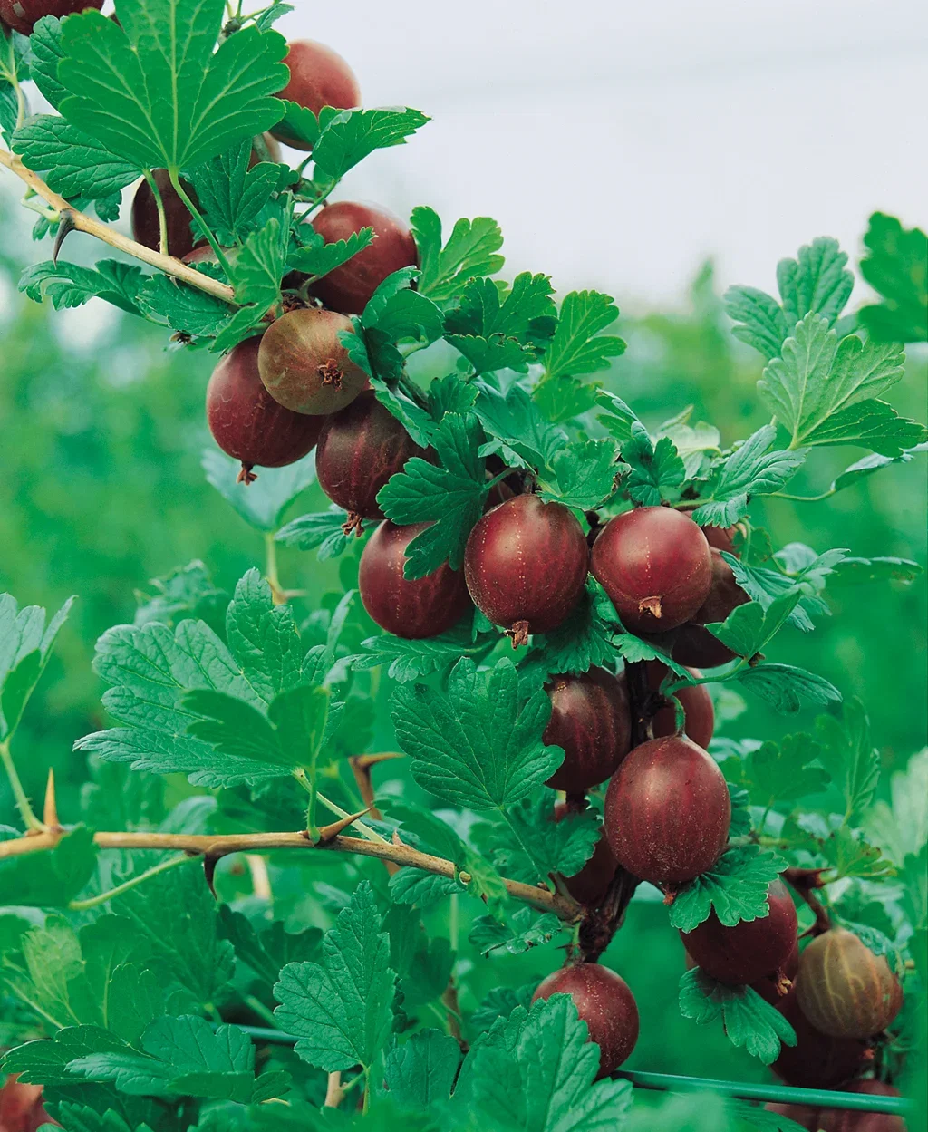 Ribes grossularia HINNONMÄKI RÖD 4,5L