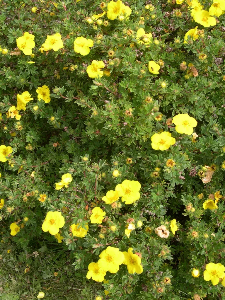 Dasiphora (Fruticosa-Gruppen) 'Goldfinger' 4,5L