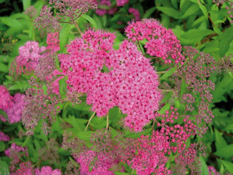 Spiraea japonica 'Anthony Waterer' 4,5L