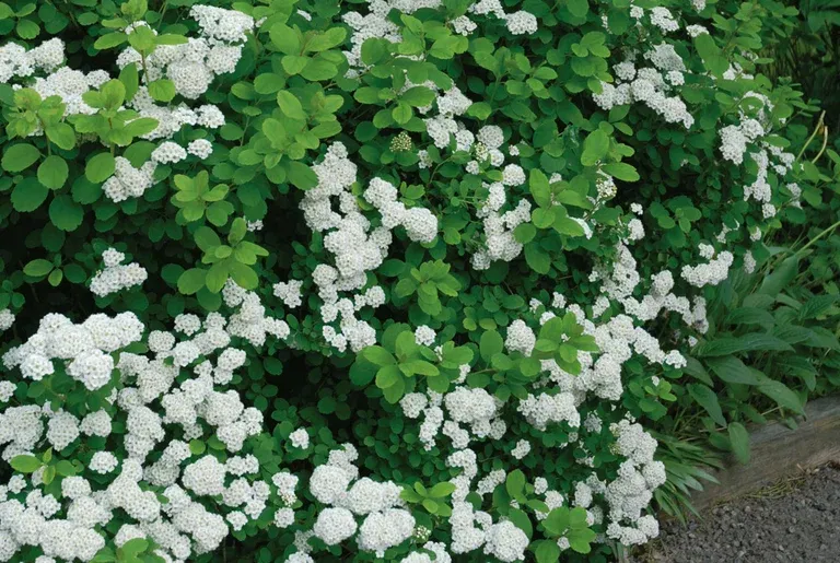 Spiraea betulifolia 'Tor' E 4,5L