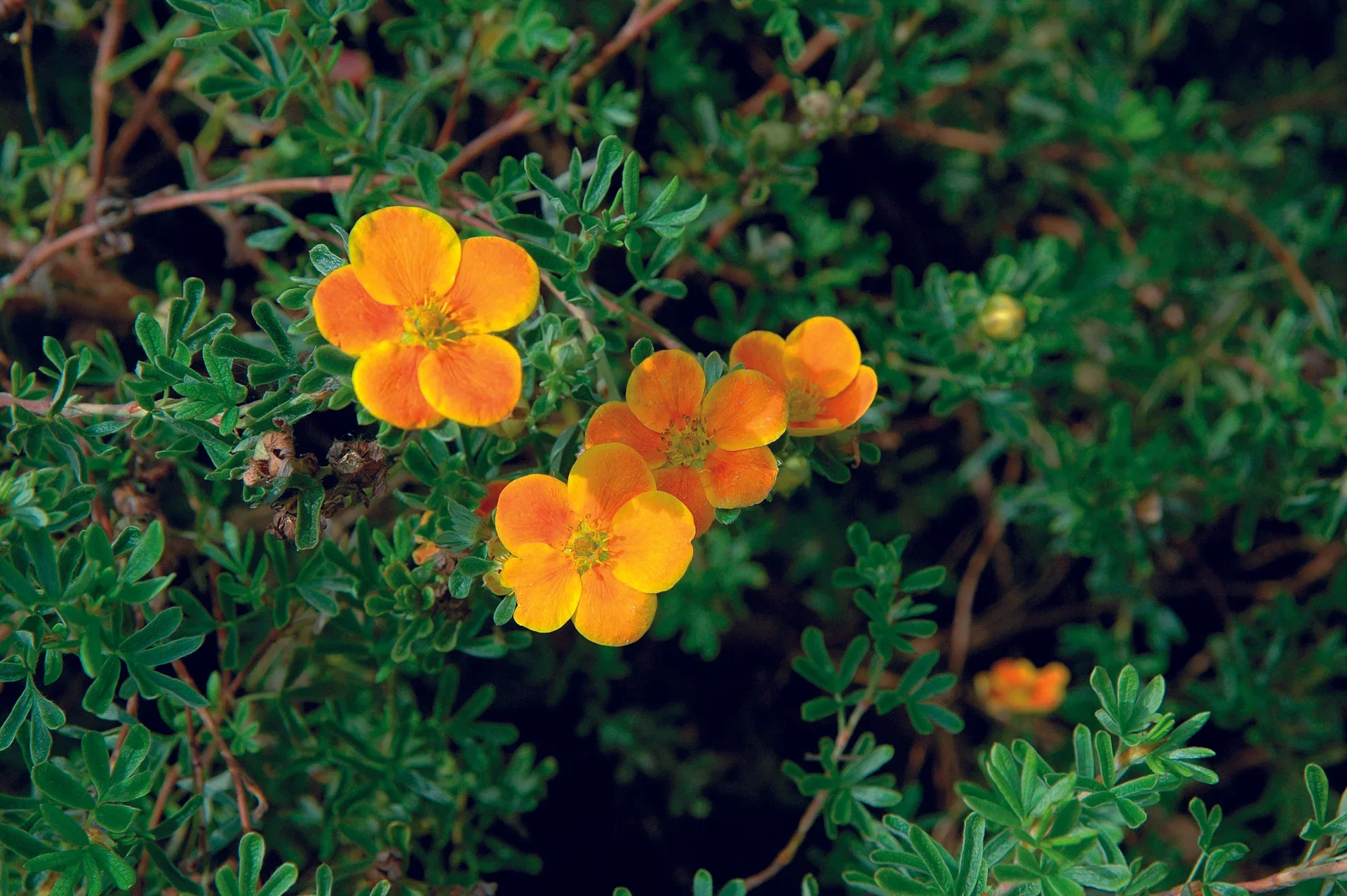 Dasiphora (Fruticosa-Gruppen) 'Red Ace' 4,5L
