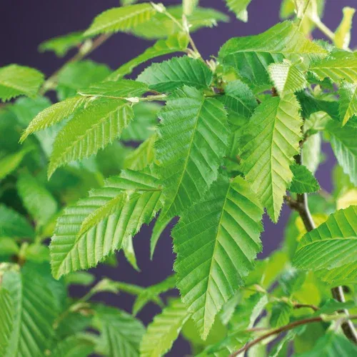 Carpinus betulus 4,5L