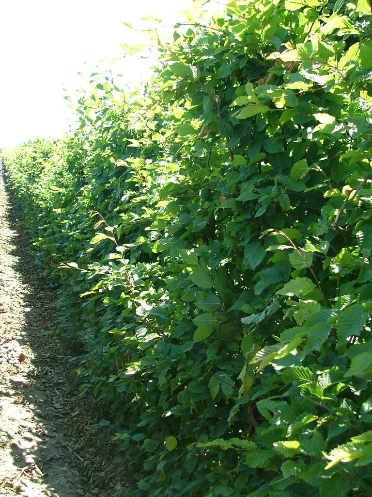 Carpinus betulus 4,5L