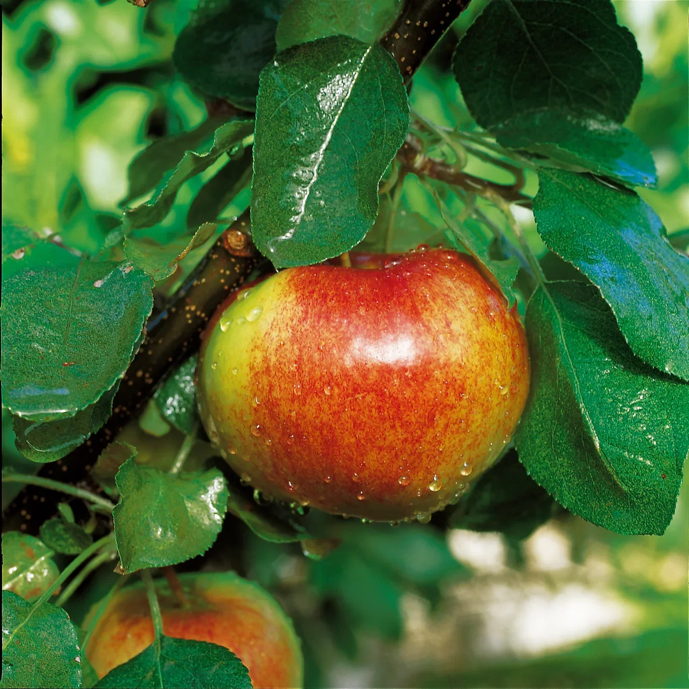 Malus domestica 'Katinka' E B9 10L