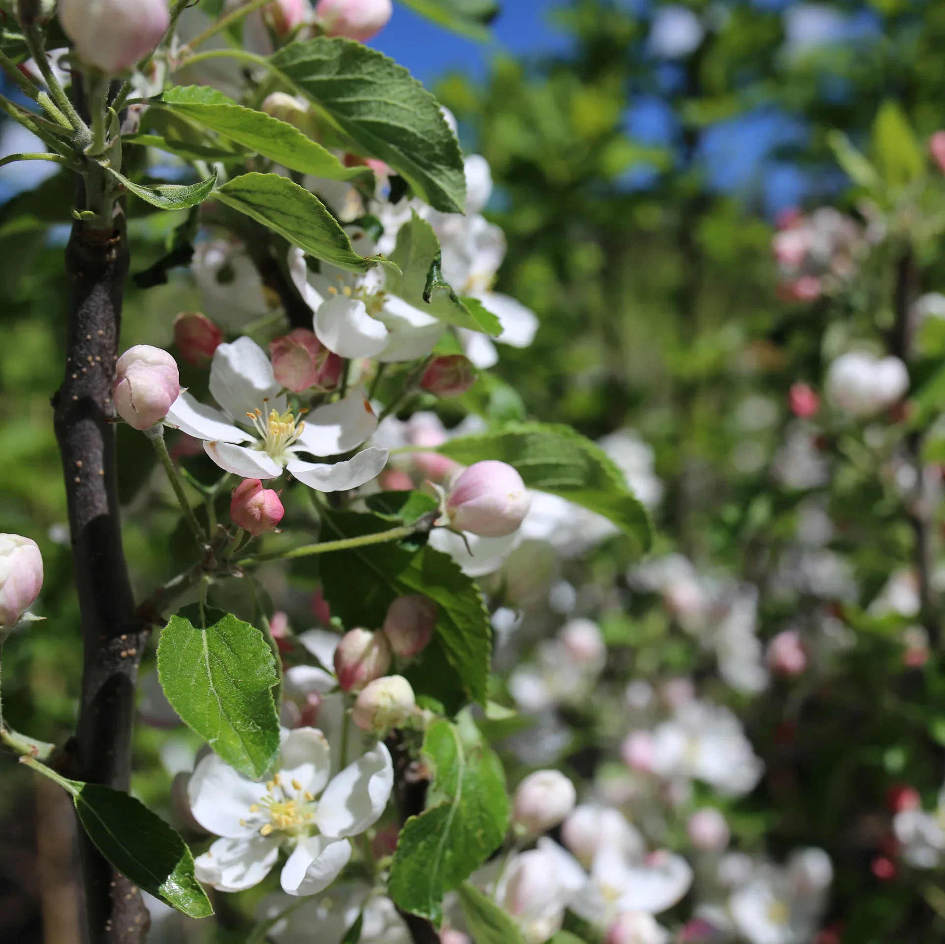 Malus domestica 'Katja' E B9 10L