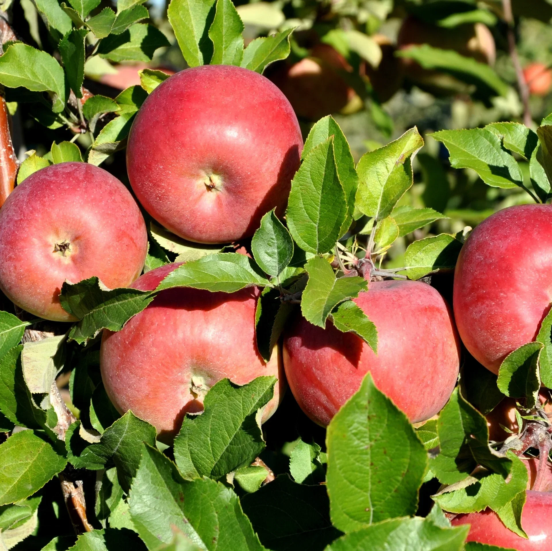 Malus domestica 'Sonja' E B9 10L