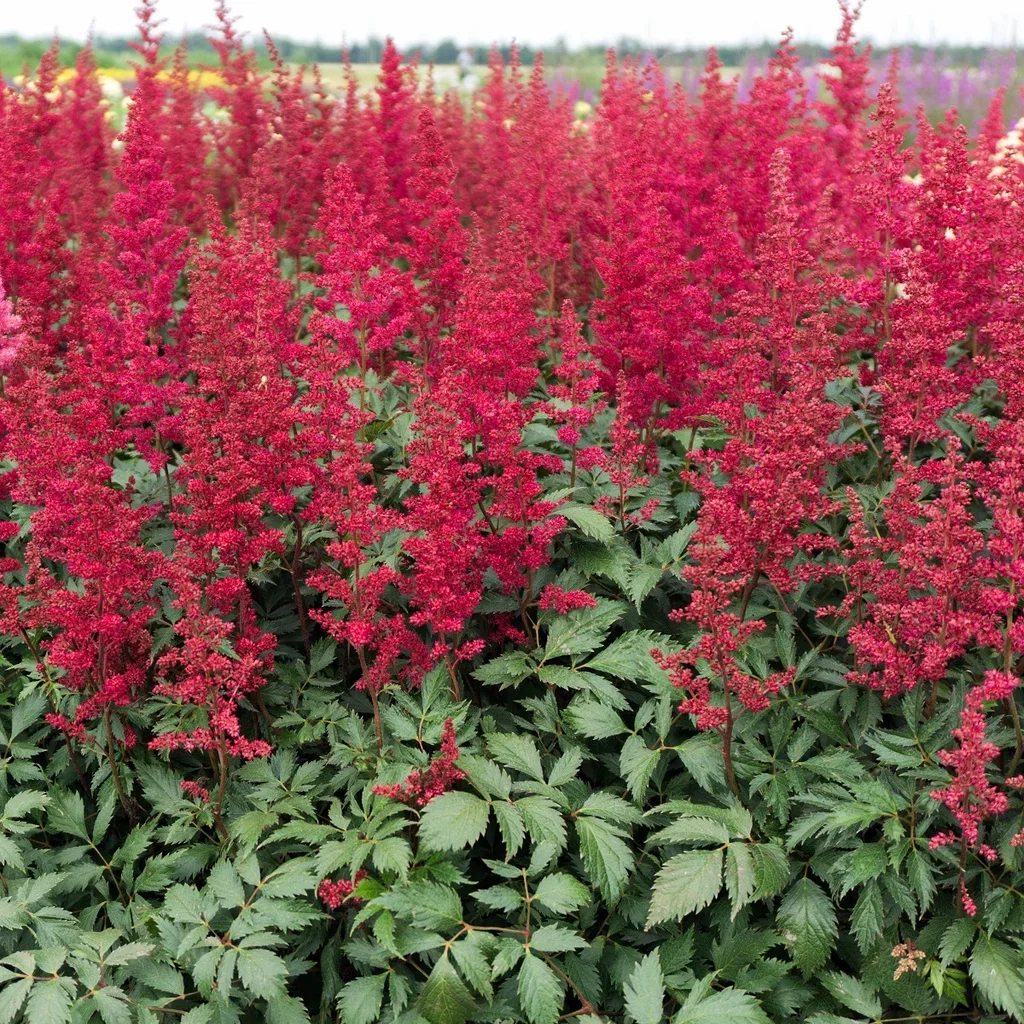 Astilbe (Andresii-Group) 'Fanal'