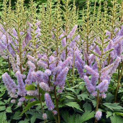 Shade-loving perennials