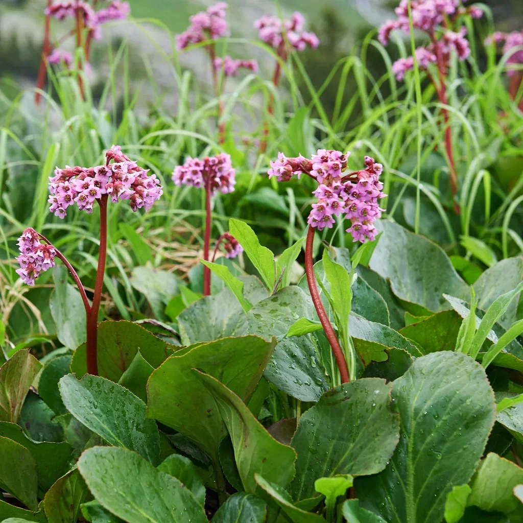 Bergenia cordifolia