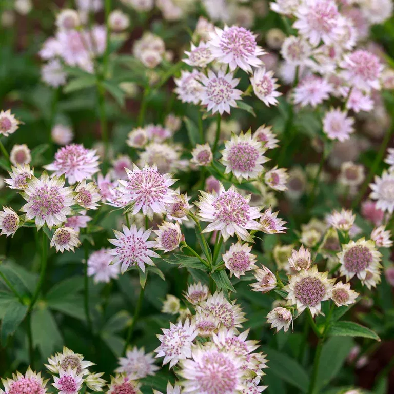 Astrantia major