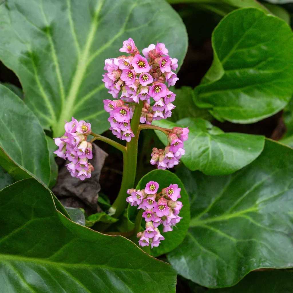 Bergenia cordifolia