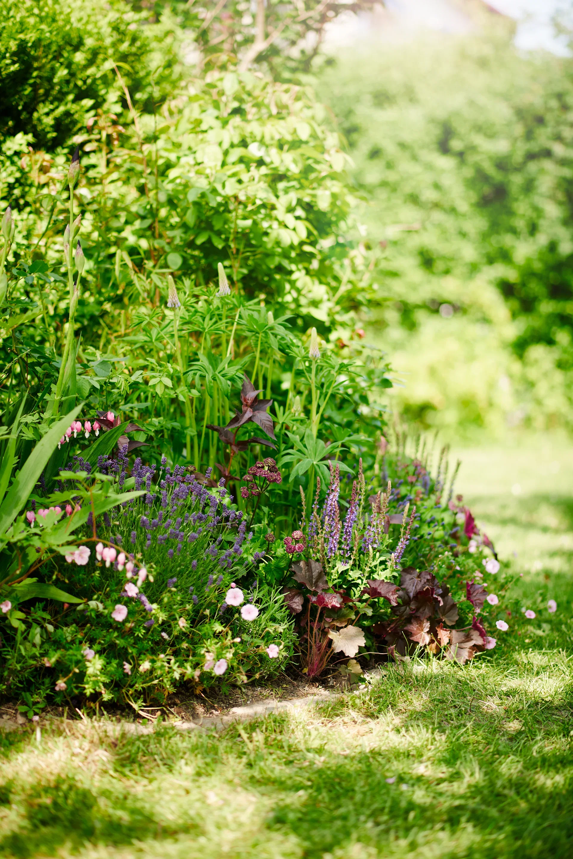Lamprocapnos spectabilis