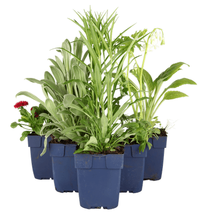 Perennials in depositable pots