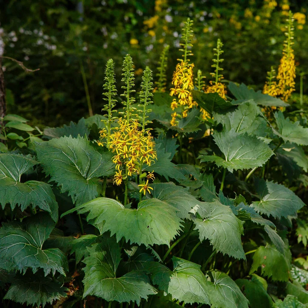 Ligularia przewalskii