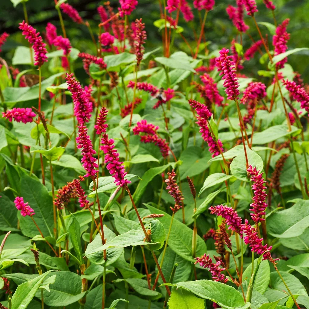 Persicaria amplexicaulis