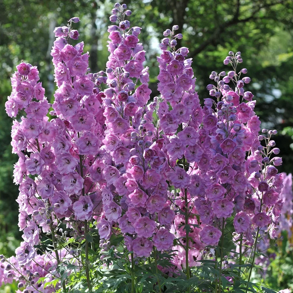 Delphinium (Elatum-Group) 'Astolat'