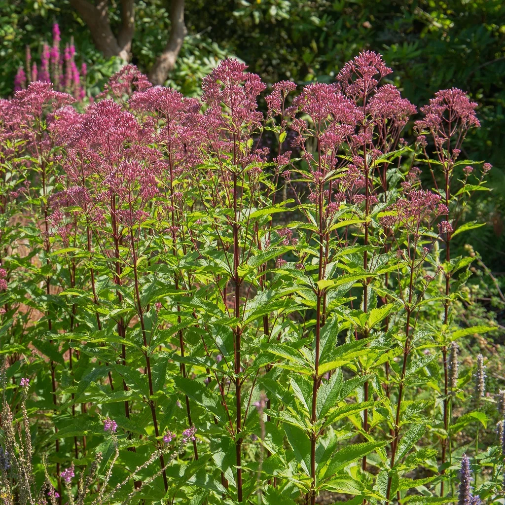 Eupatorium purpureum