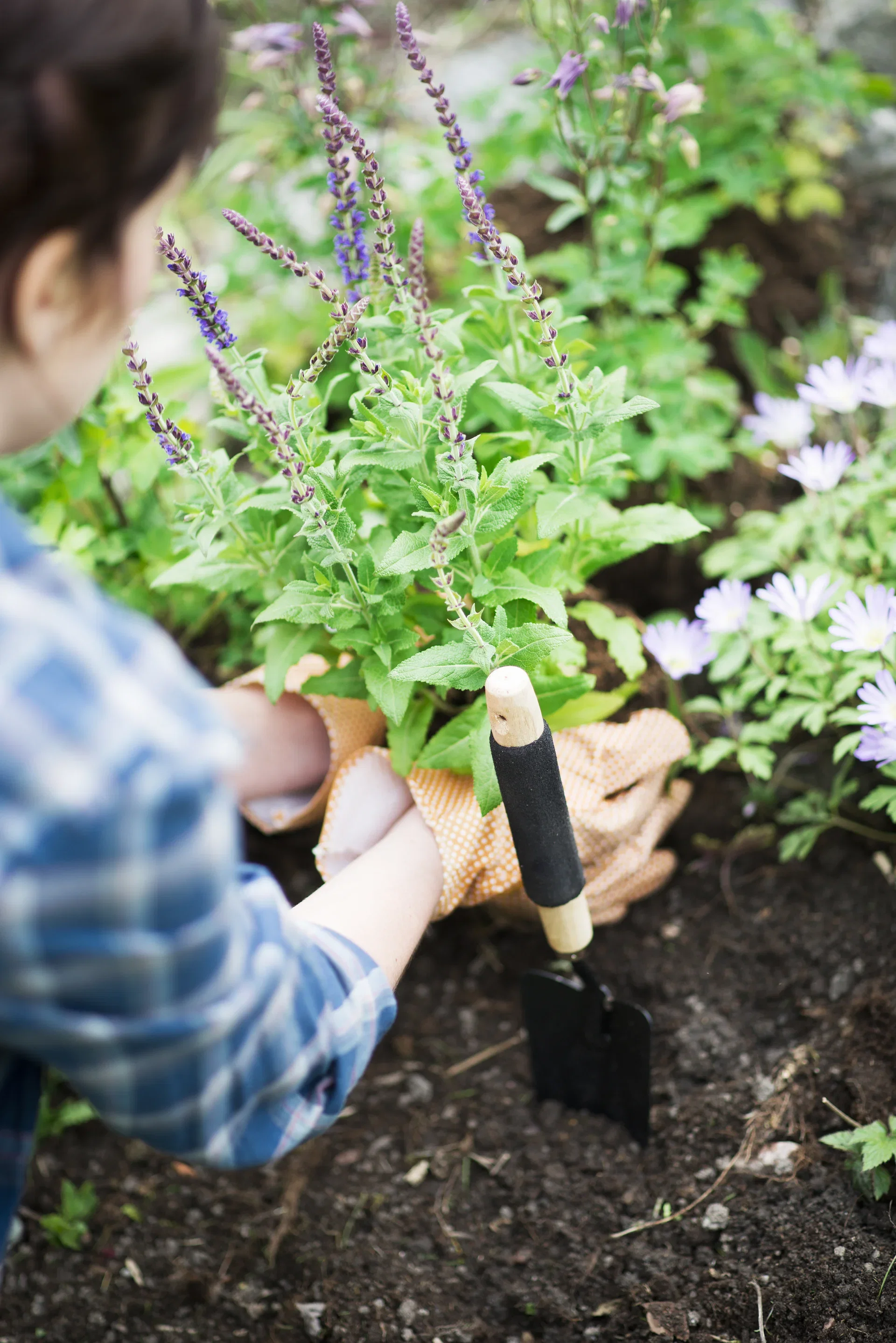 Salvia nemorosa 'Ostfriesland'