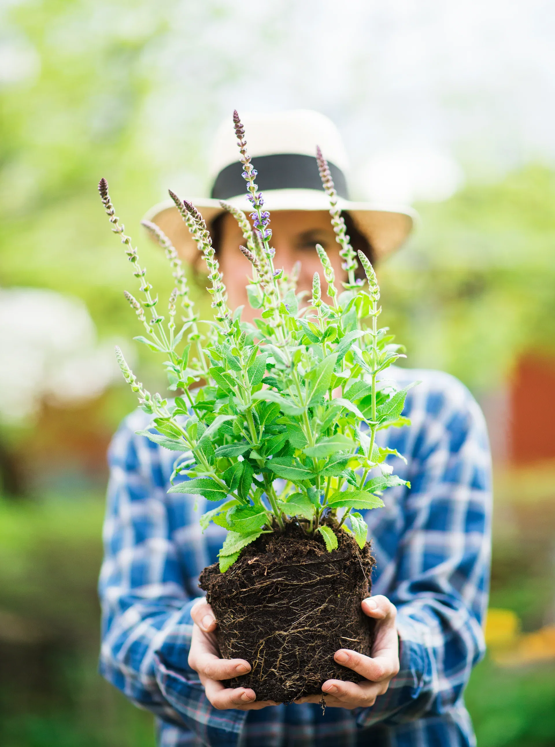 Salvia nemorosa 'Ostfriesland'