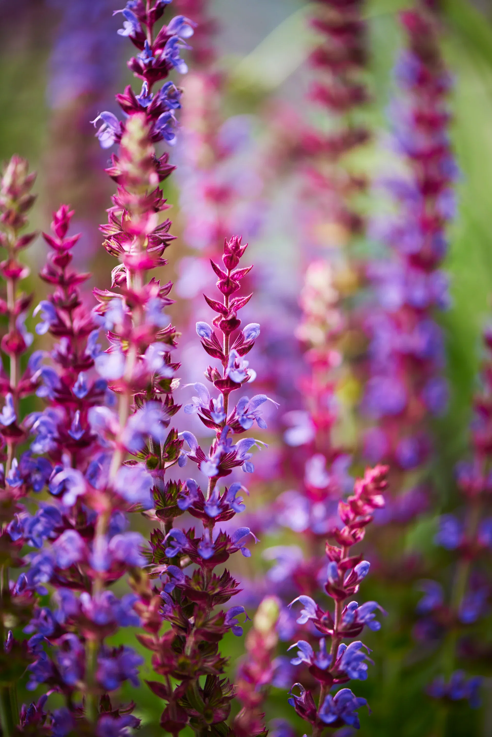 Salvia nemorosa 'Ostfriesland'