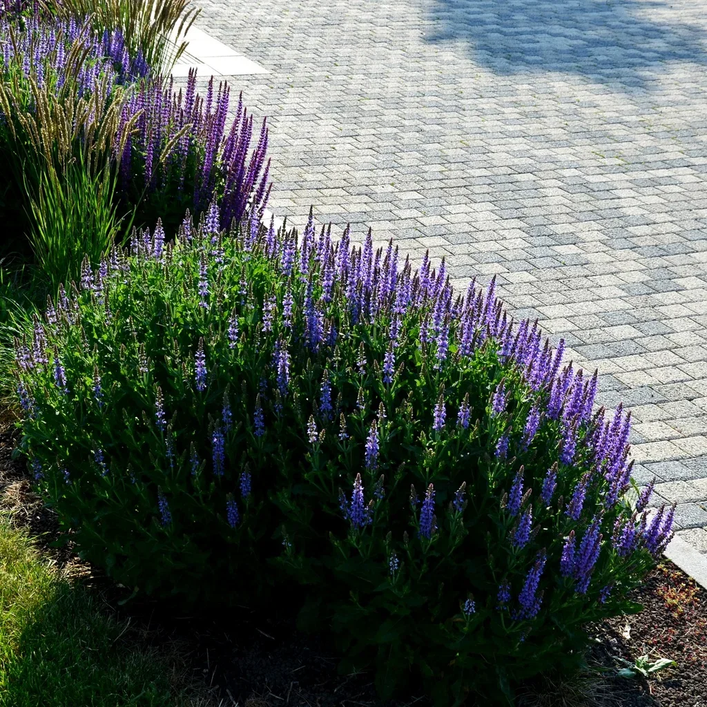 Salvia nemorosa 'Ostfriesland'