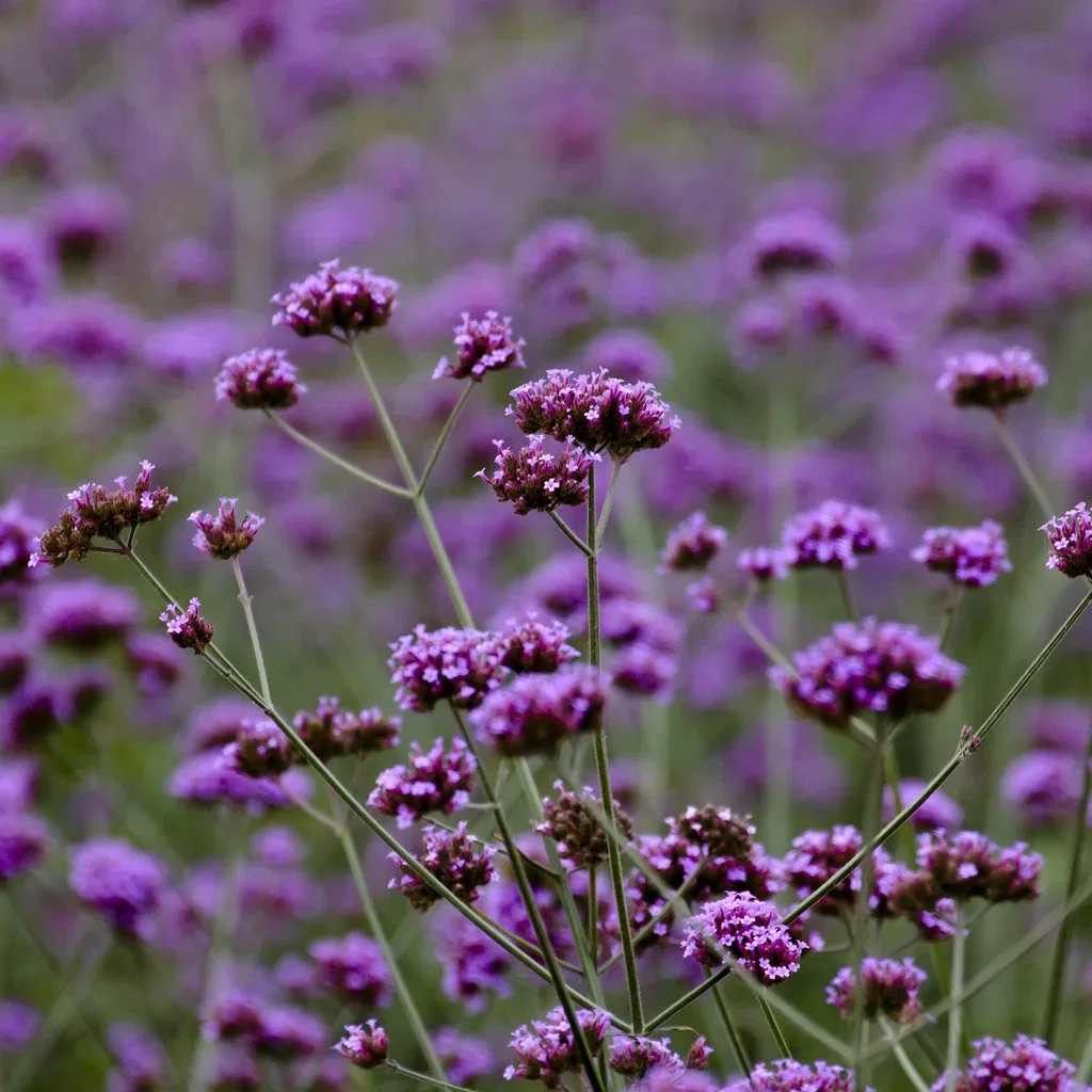 Verbena bonariensis