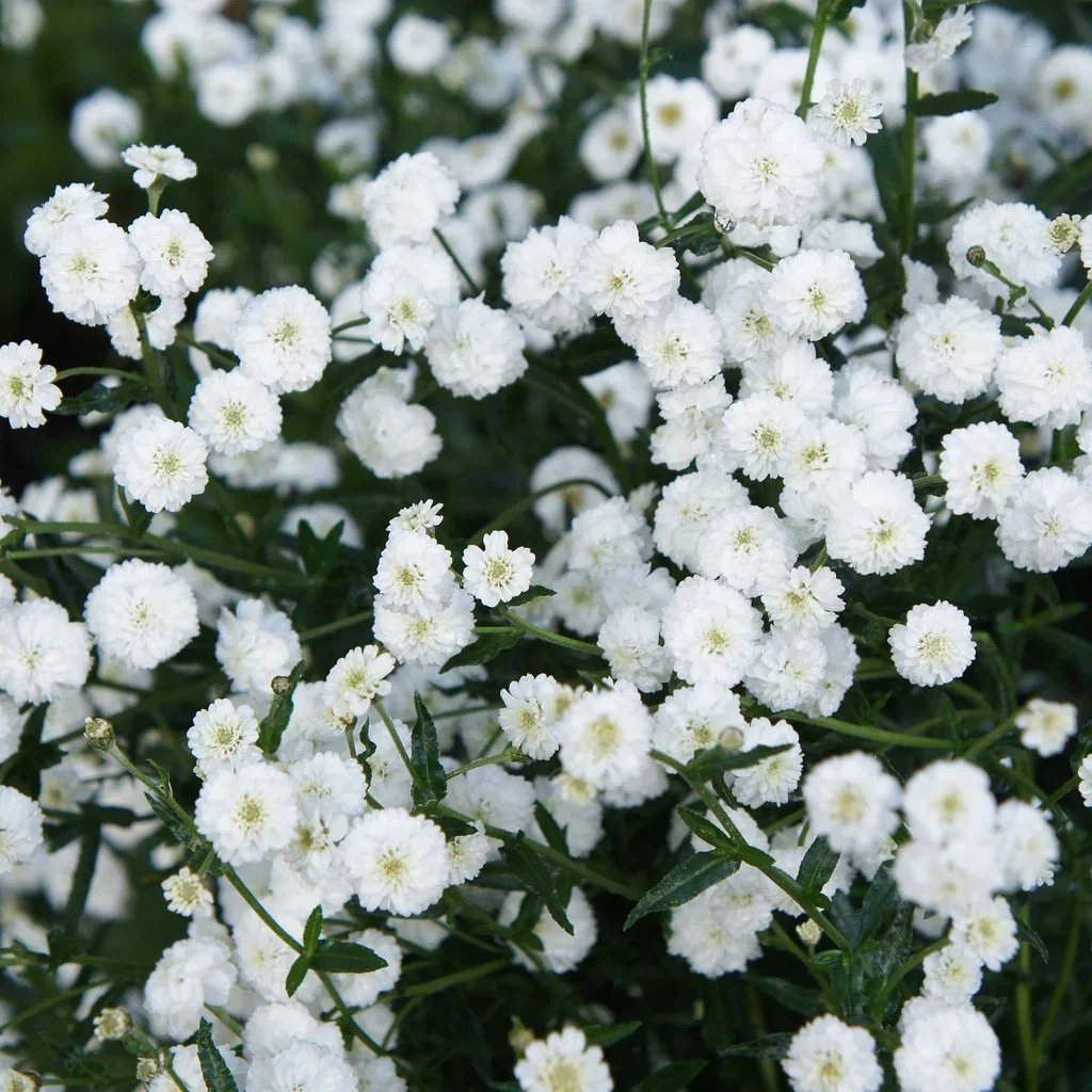 Achillea ptarmica 'The Pearl'