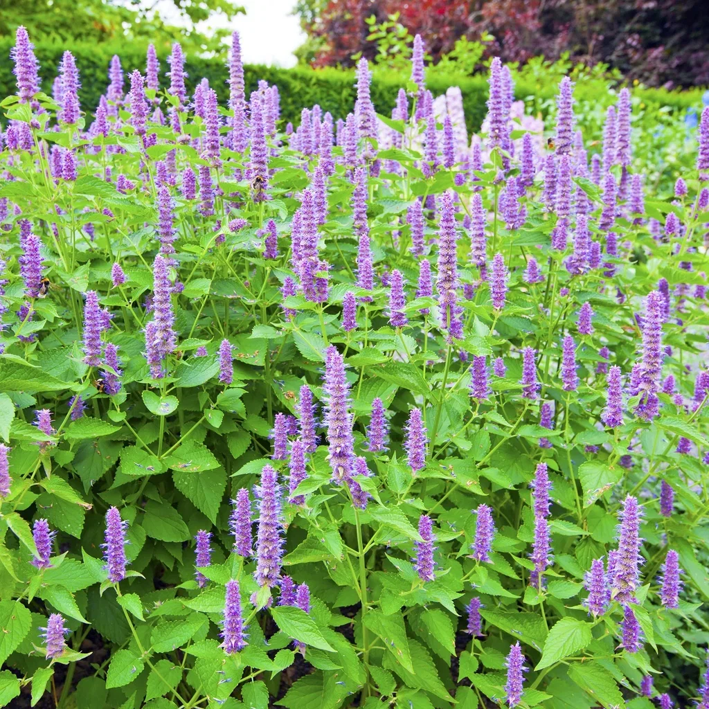 Agastache 'Blue Fortune'