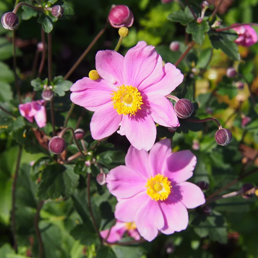 Anemone x hybrida 'Königin Charlotte'
