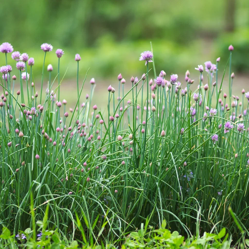 Allium schoenoprasum