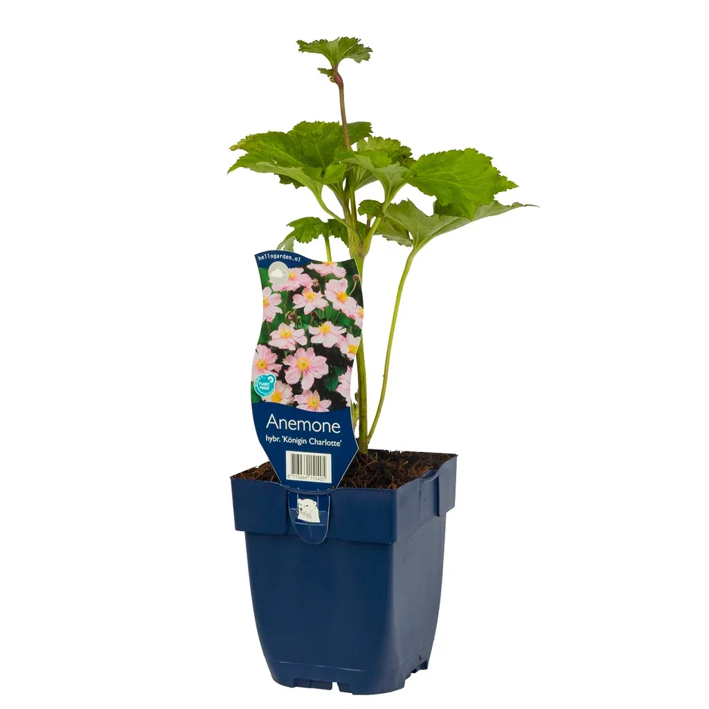 Anemone x hybrida 'Königin Charlotte'