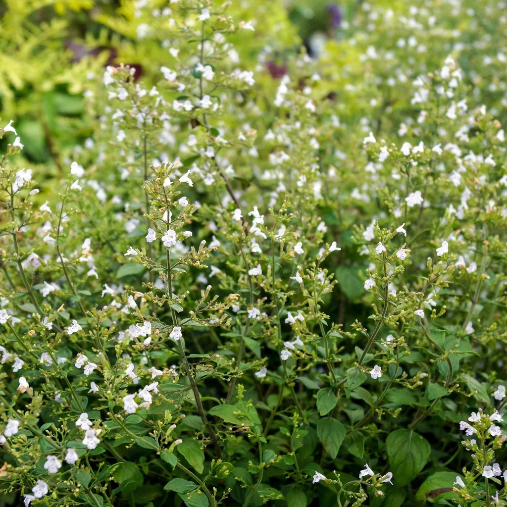 Calamintha nepeta ssp. Nepeta