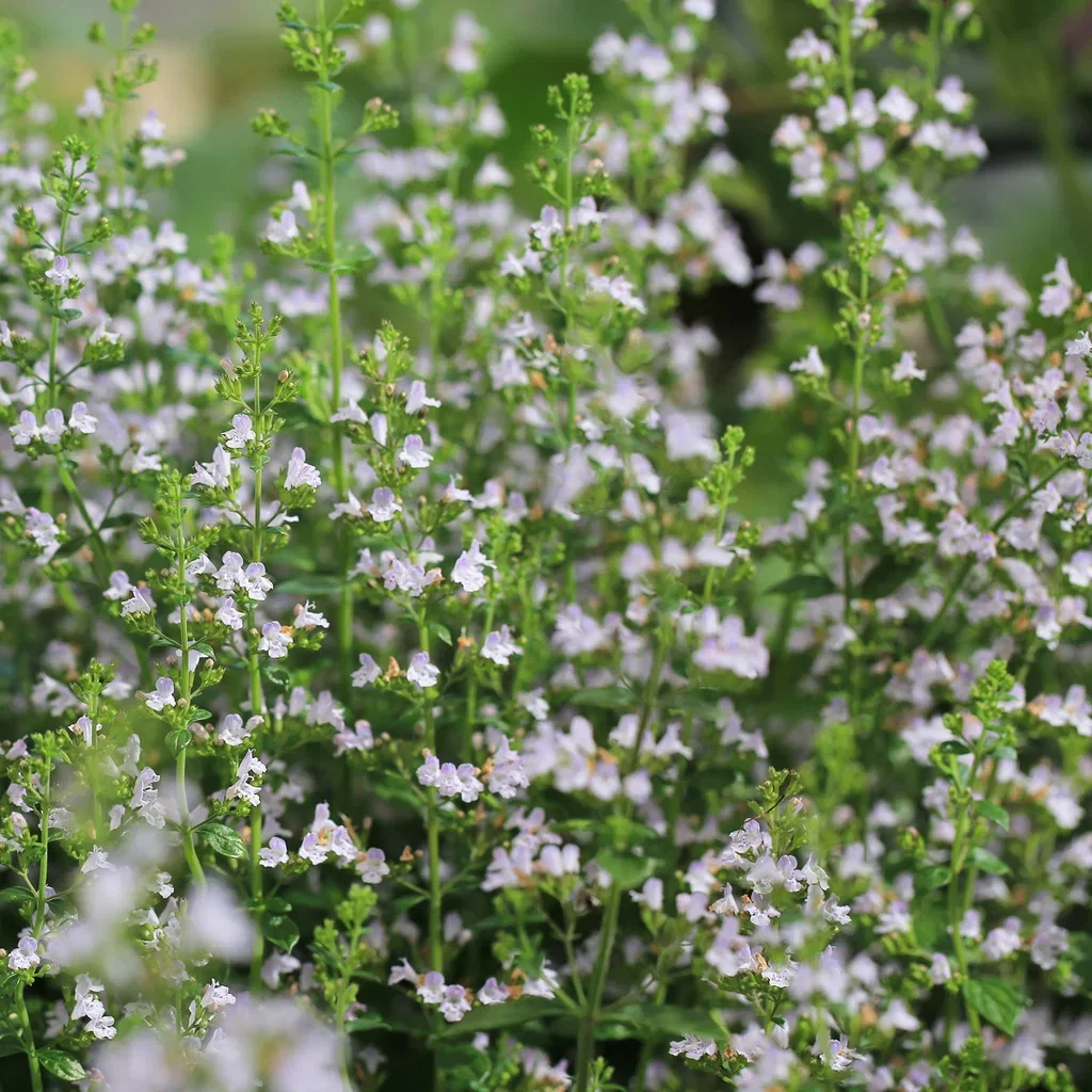 Calamintha nepeta ssp. Nepeta