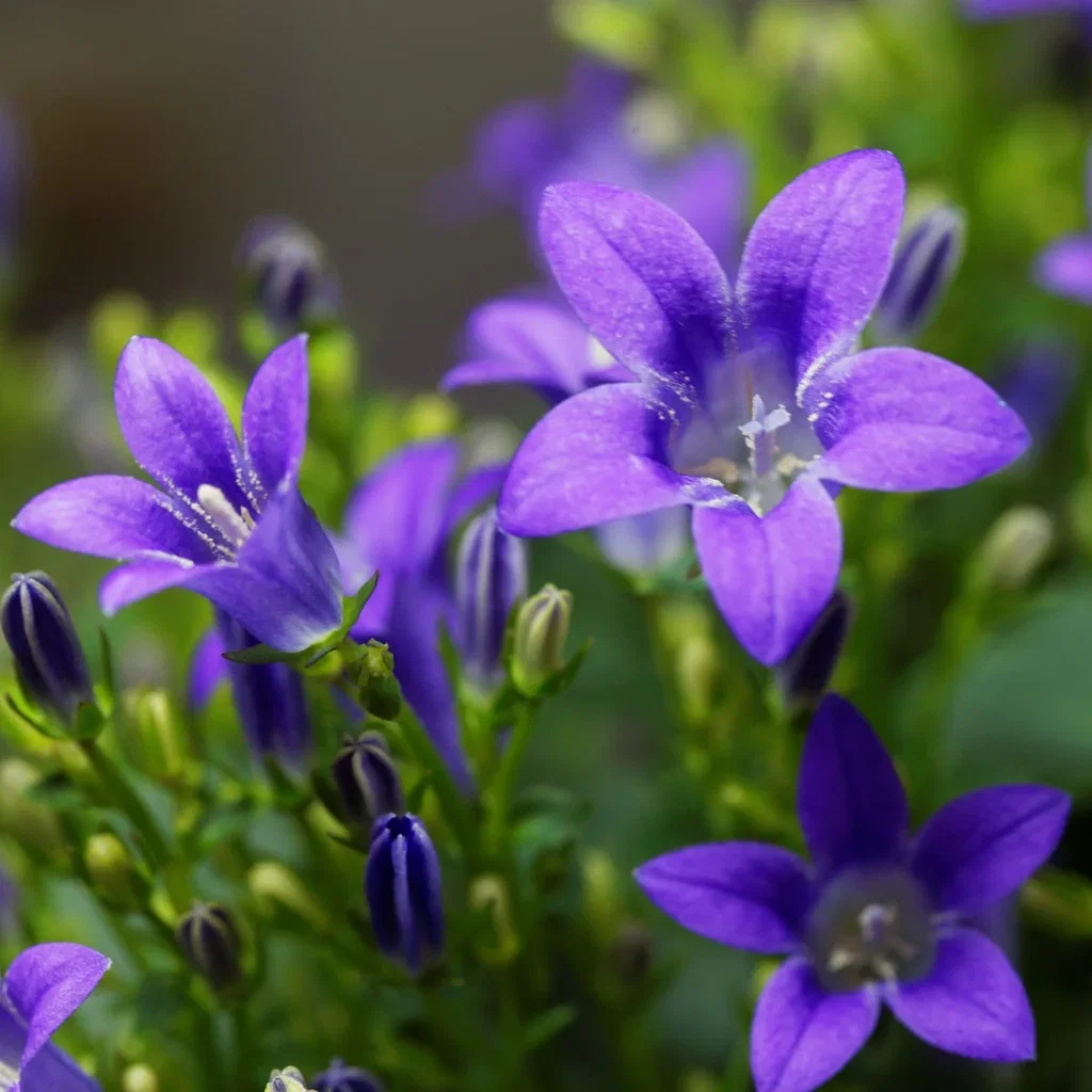 Campanula portenschlagiana
