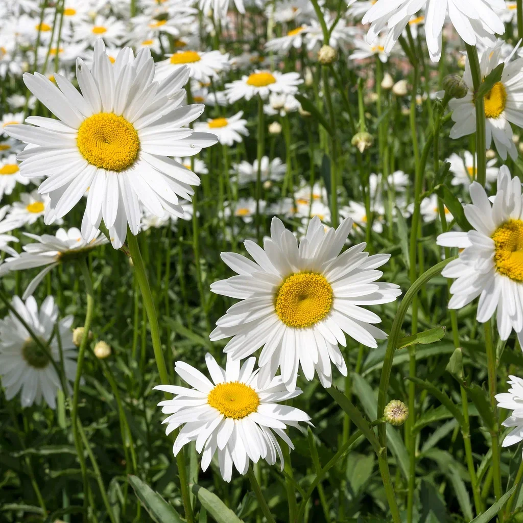 Leucanthemum vulgare 'Maikönigin'