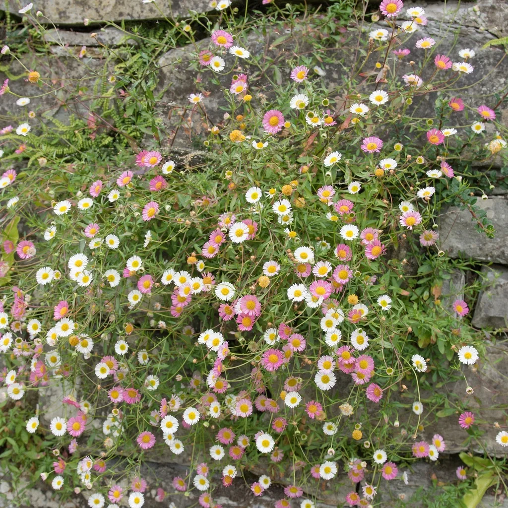 Erigeron karvinskianus