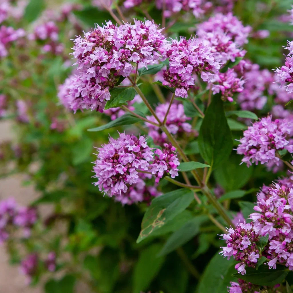 Origanum vulgare