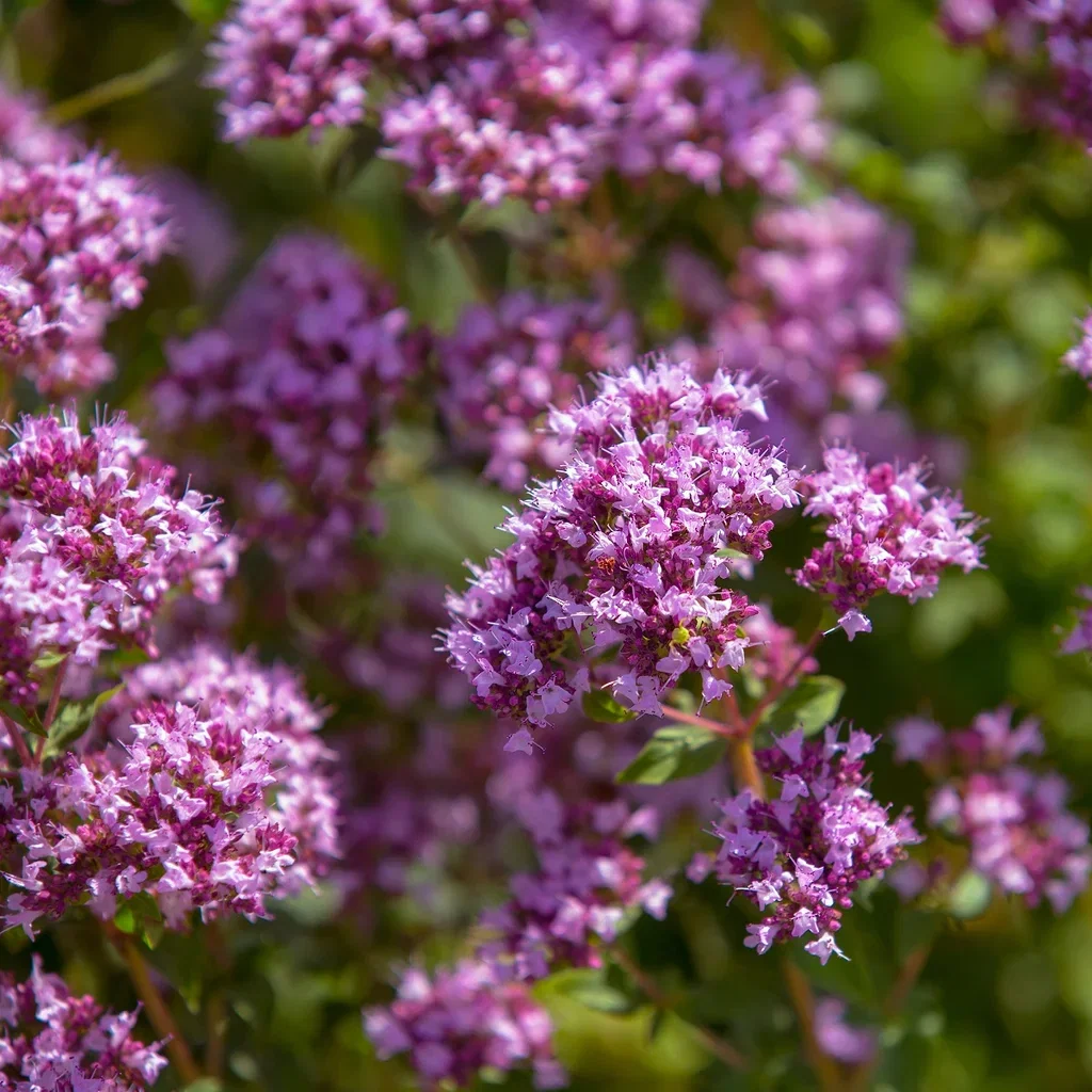 Origanum vulgare 'Compactum'