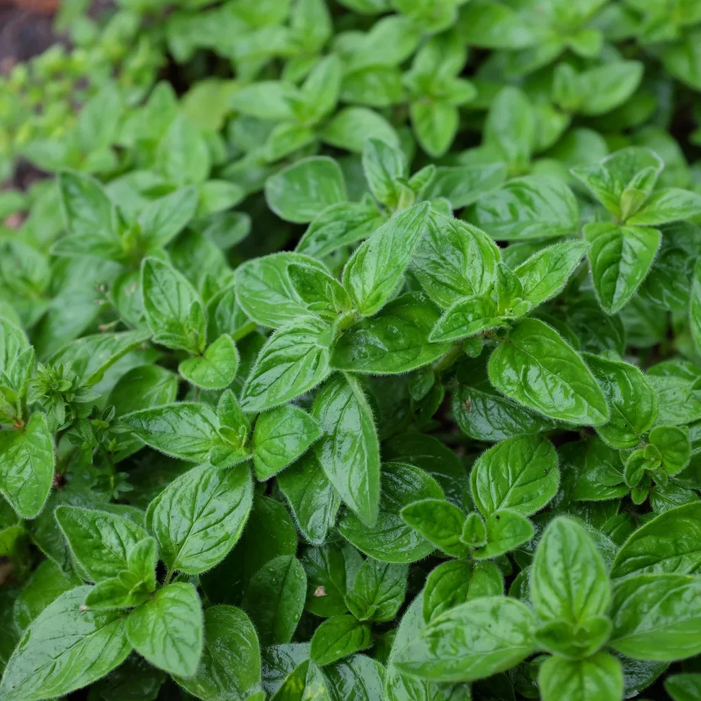 Origanum vulgare 'Compactum'
