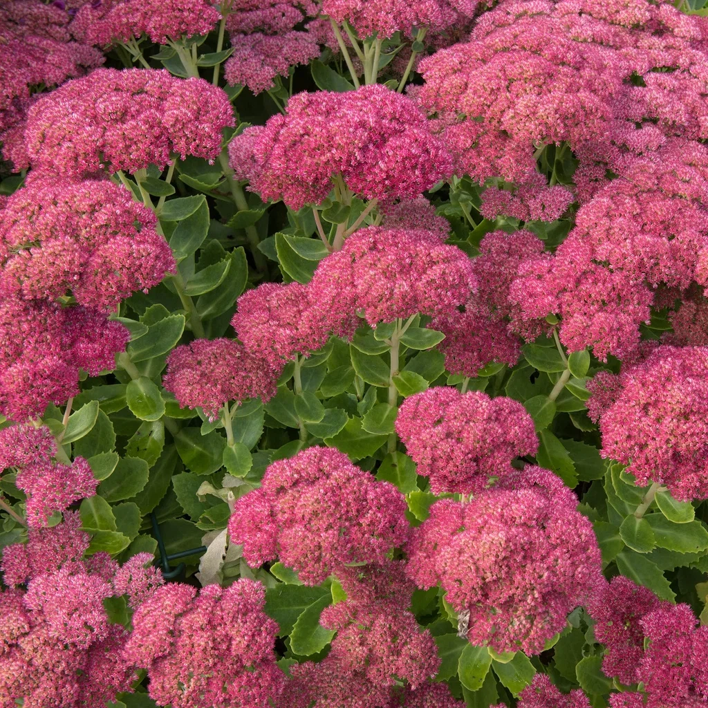 Hylotelephium 'Herbstfreude'