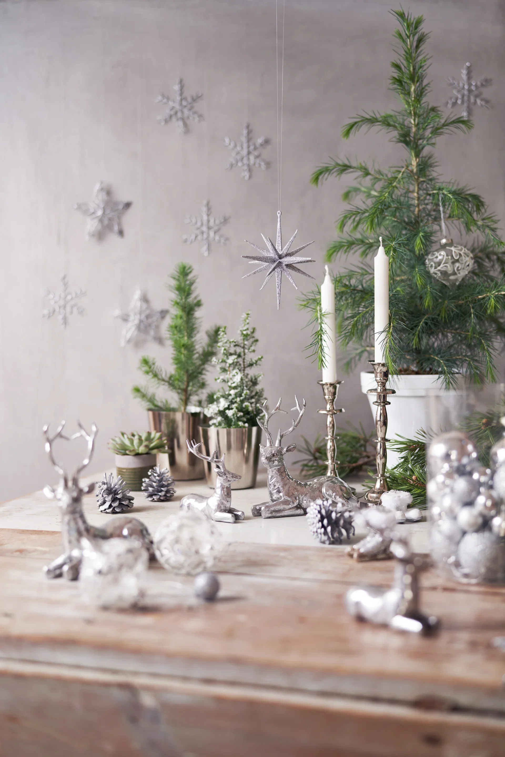 Atlantersypress 'Top Point'