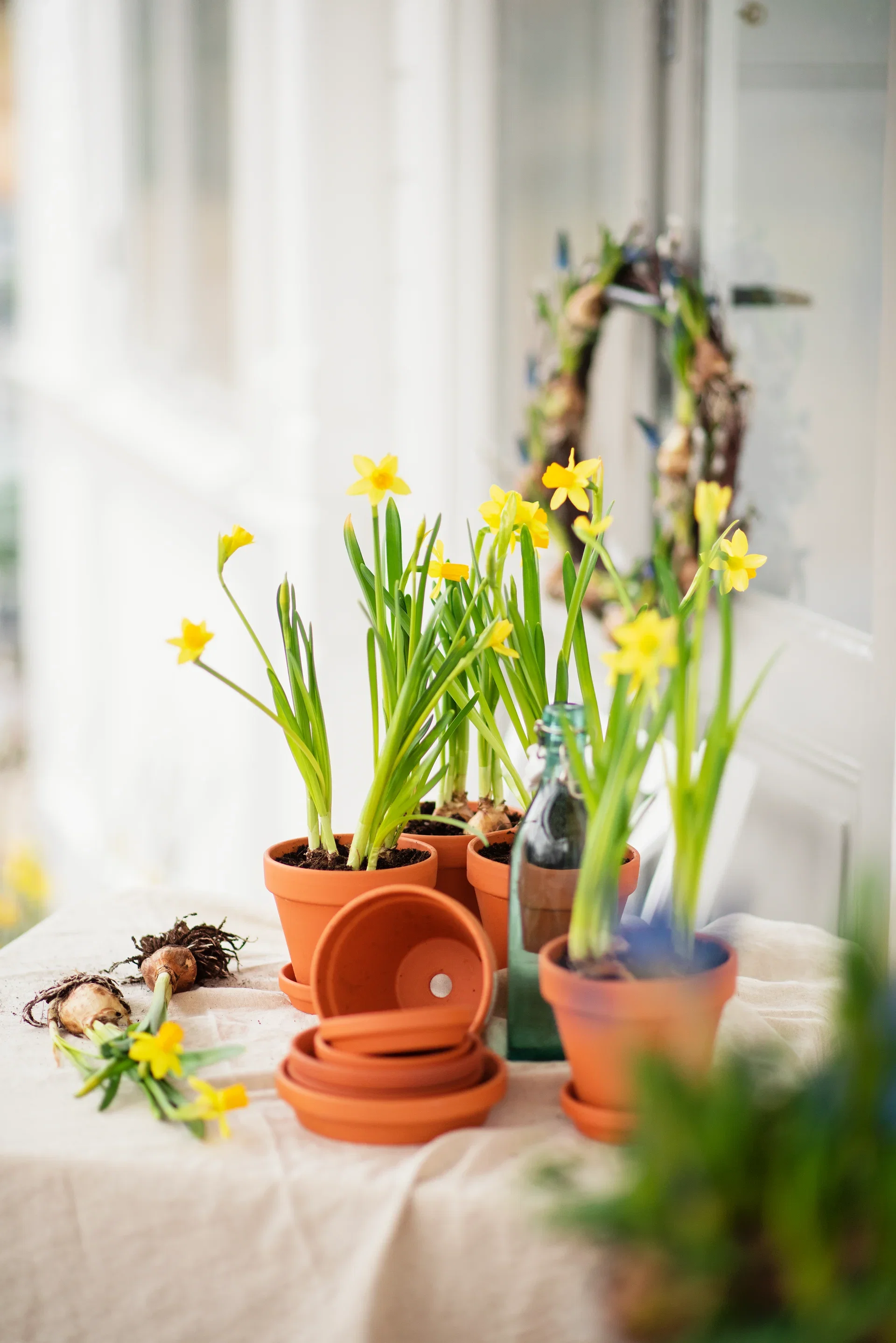 Narcissus 'Tete a Tete' 9 cm