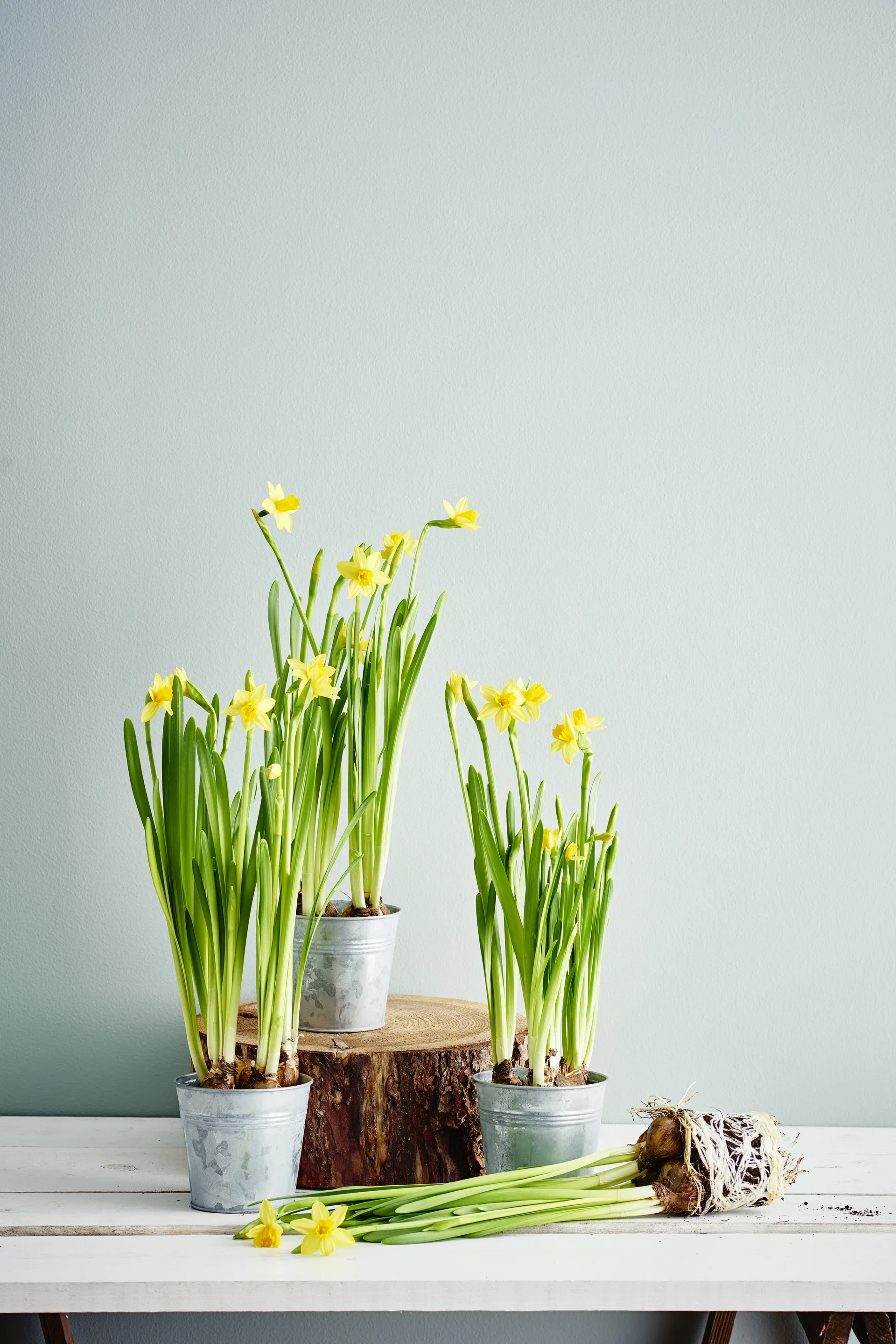 Narcissus 'Tete a Tete' 9 cm