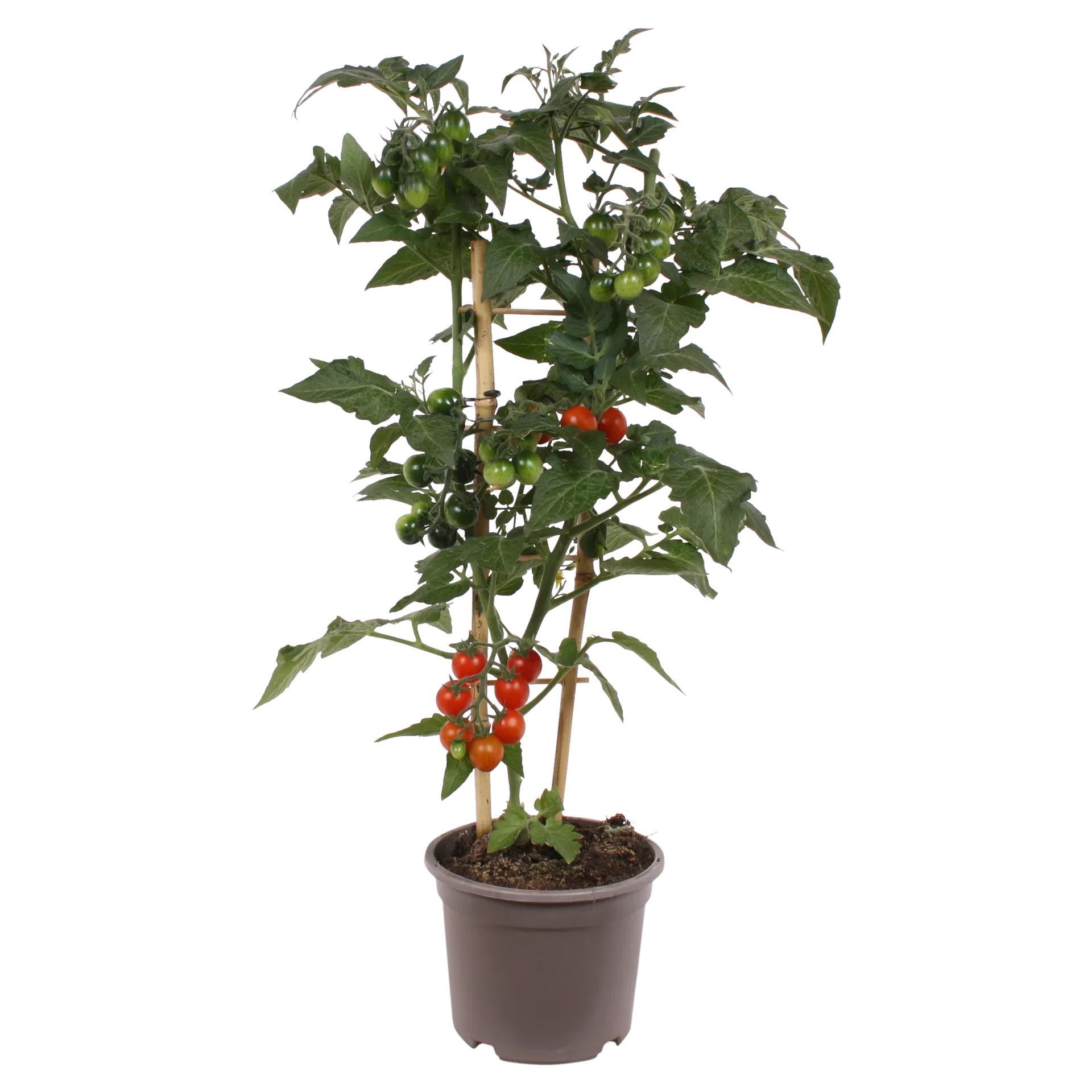 Ready Candy Berry Tomato 14 cm