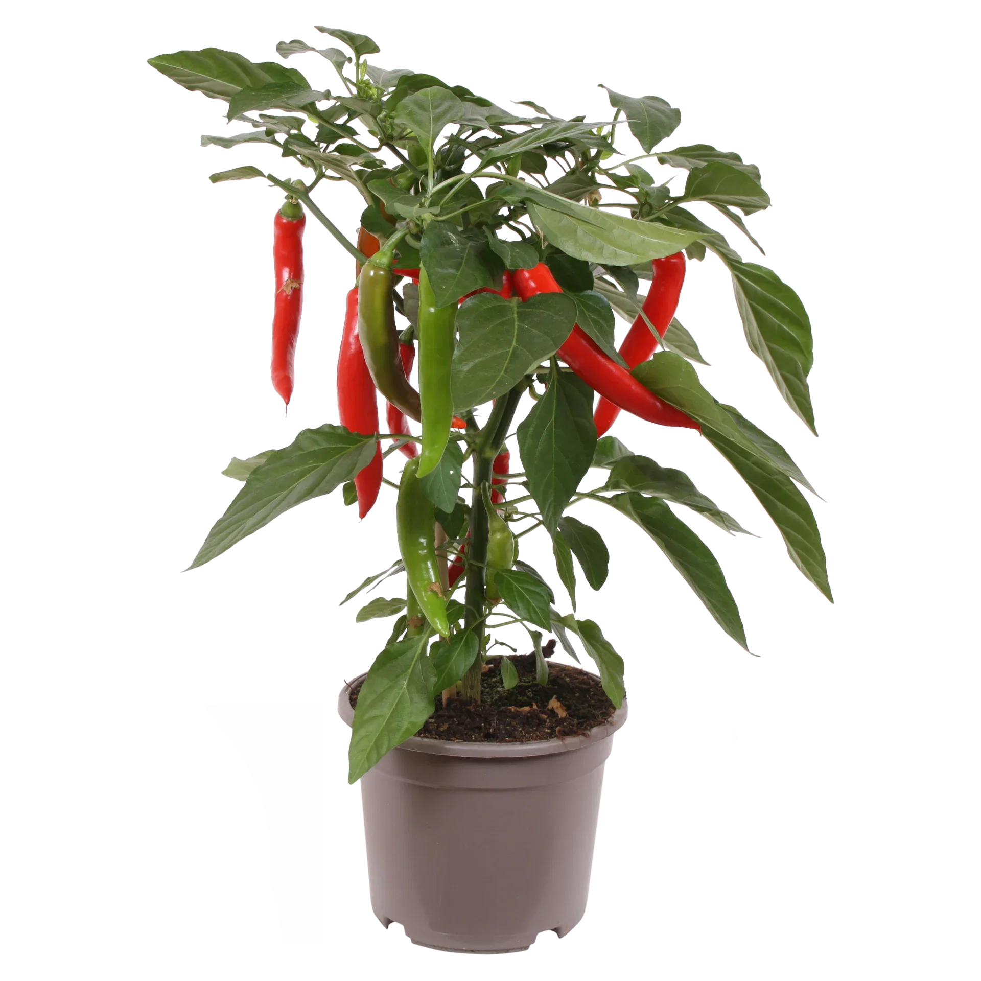 Ready Red chili pepper 14 cm