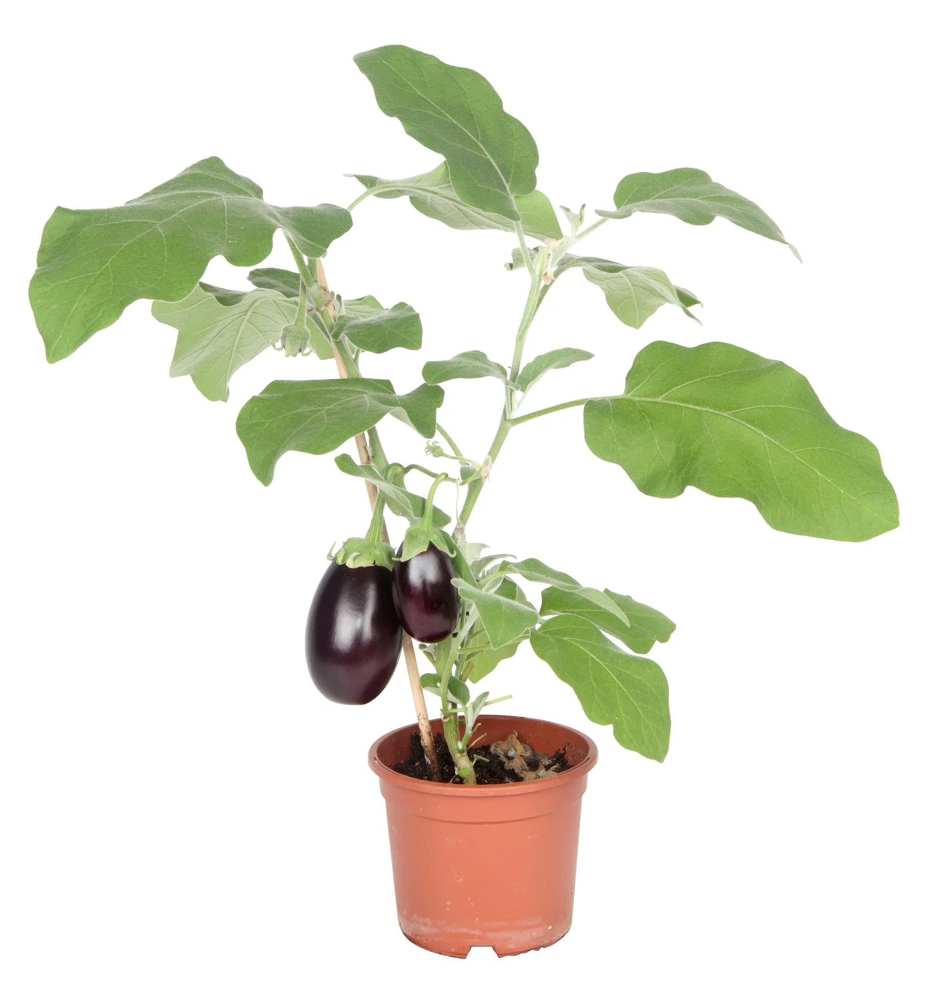 Ready Aubergine 14 cm