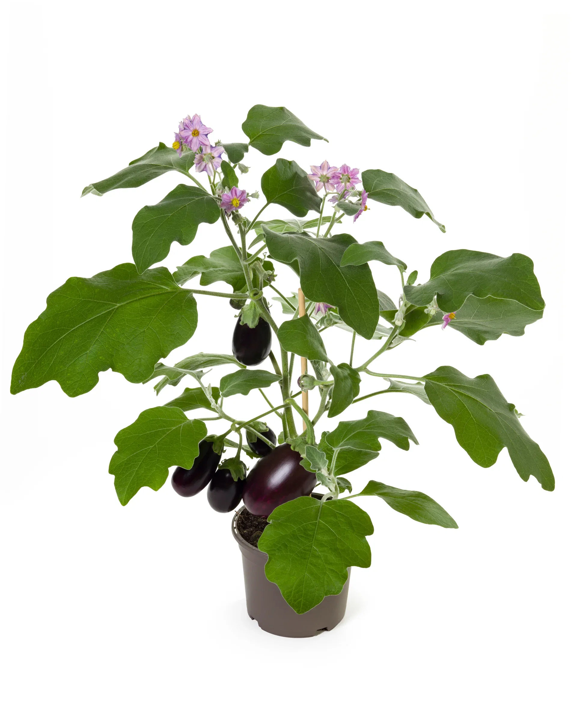 Ready Aubergine 14 cm