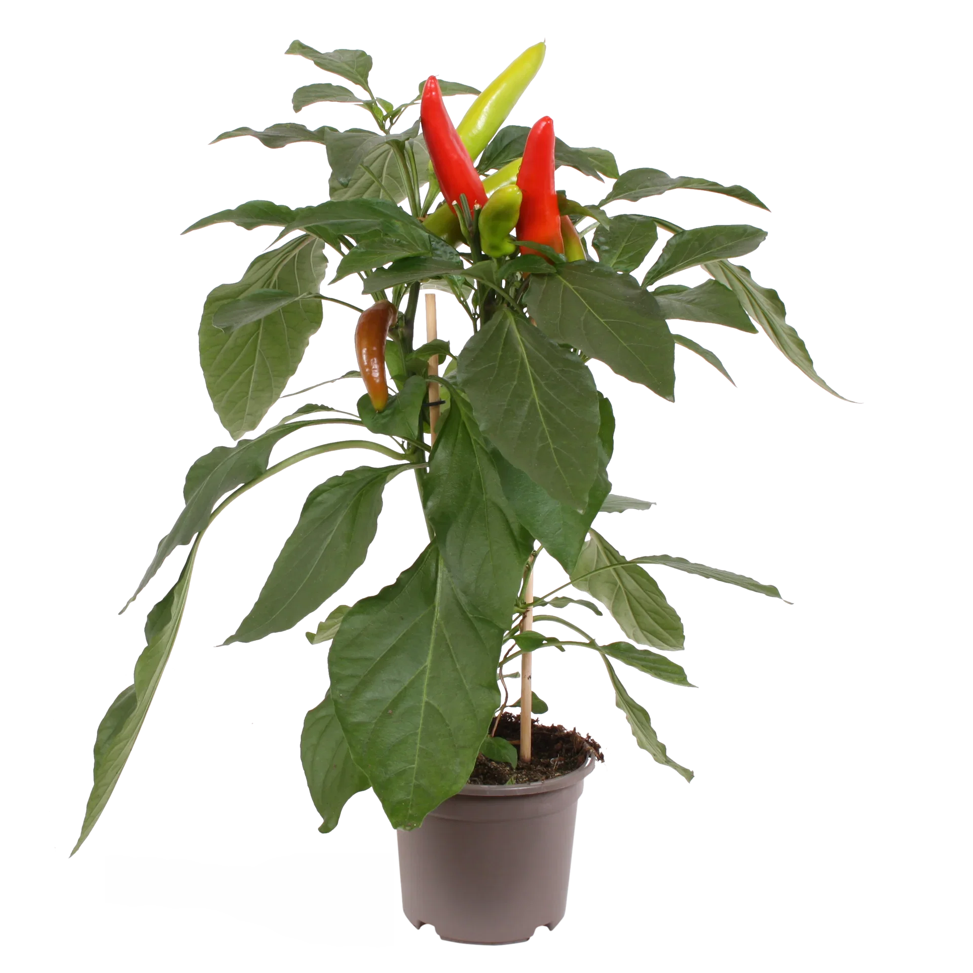 Ready Mild chili pepper 14 cm