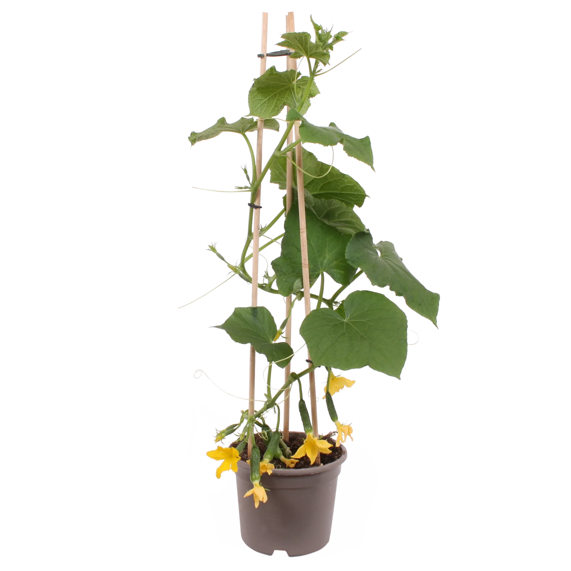 Ready Cucumber mini 14 cm